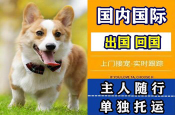 广州市宠物托运公司广州市宠物托运公司广州市宠物托运公司
