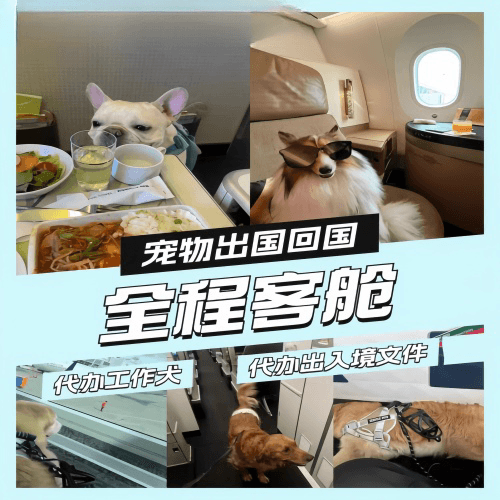 广州市宠物托运到白俄罗斯宠物入境规定和要求